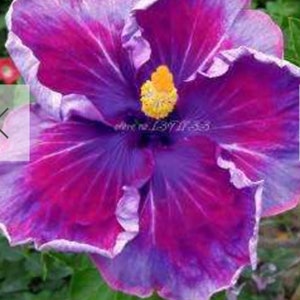 RARE Dark Purple Giant HIBISCUS-Gorgeous Exotic Flower ( 2,6 or 10 SEEDS) -Fresh Harvested Seeds-Ships same day ! Flat shipping discount