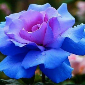 RARE Blue Purple ROSE flowers tree Bush(3,10,20 or 30 Seeds)(No plant) -Combined shipping (Pay shipping only for the first item) -Usa Seller