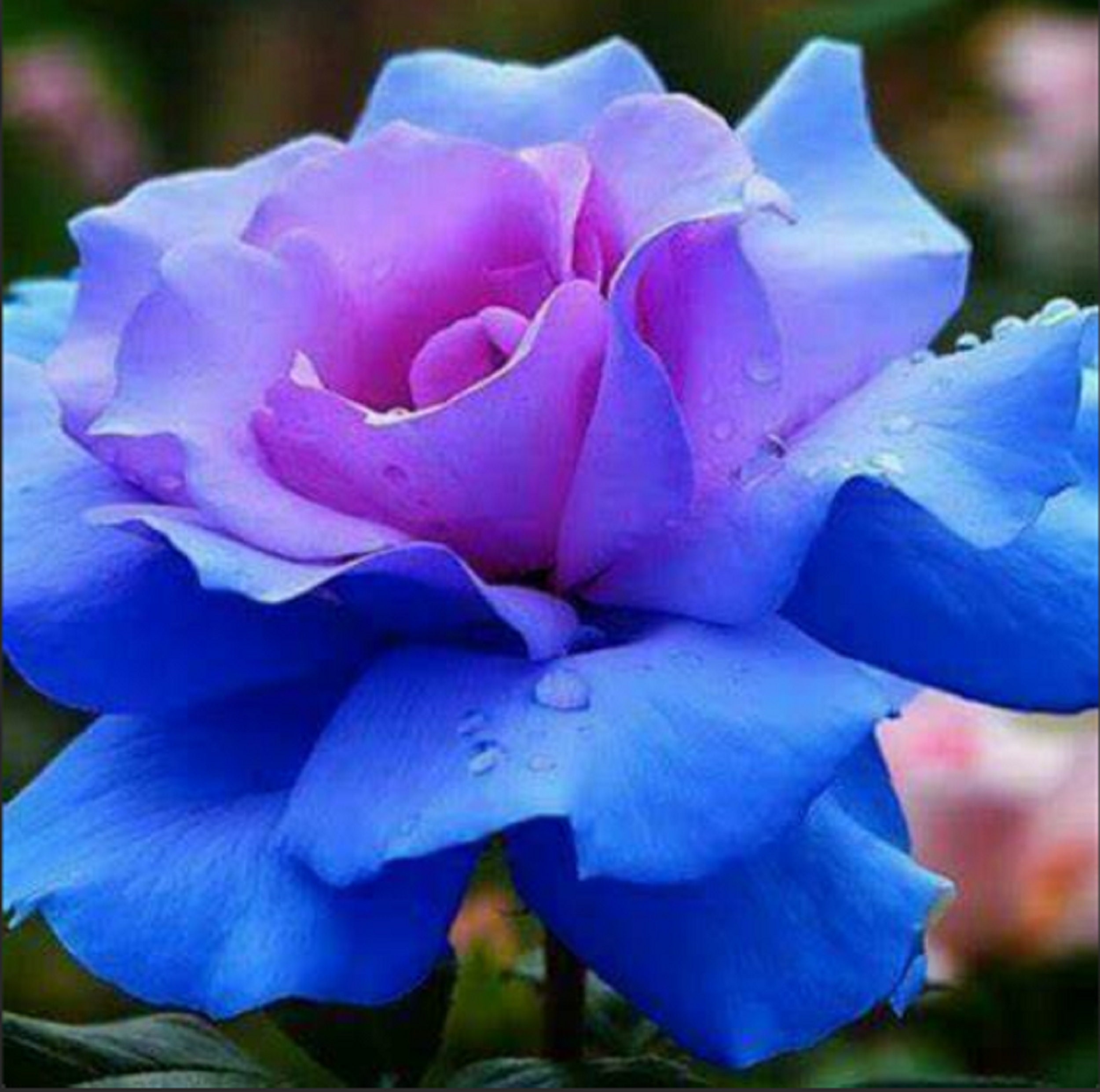 RARE Purple Blue ROSE Flowers Tree Bush3,10,20 or 30 Seedsno Plant combined  Shipping pay Shipping Only for the First Item usa Seller - Etsy