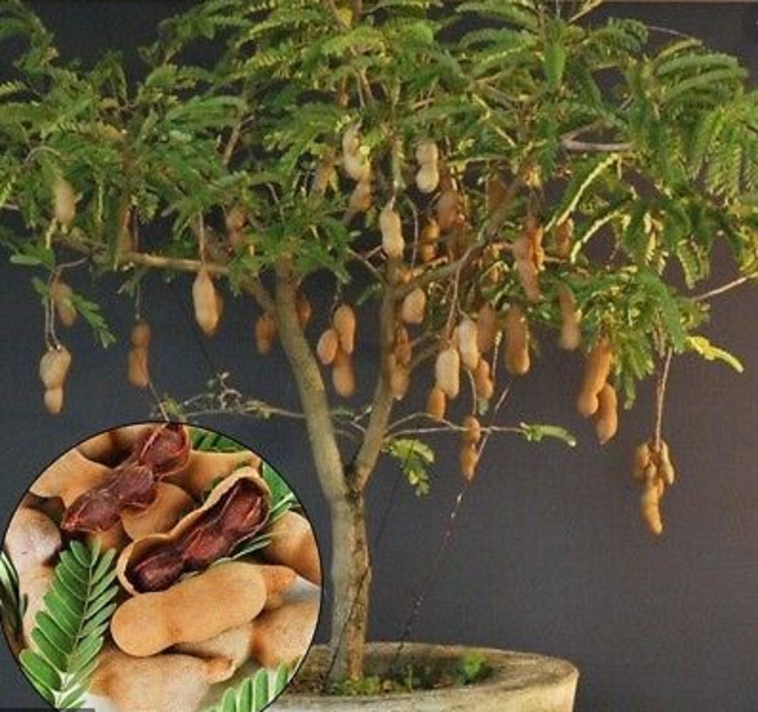 Tamarind Bonsai Tree Seeds - Tamarindus Indica, Tropical Edible Fruit, 15 Seeds 7 thumbnail image