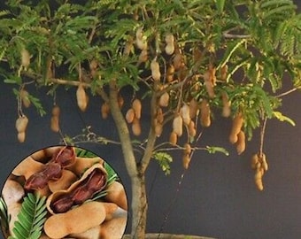 RARE TAMARIND Fruit Tree  2. 5 or 8 Seeds Grow Indoors Or Outdoor (Combined Shipping discount) - Usa Seller