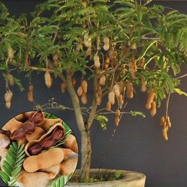 RARE TAMARIND Fruit Tree  2. 5 or 8 Seeds Grow Indoors Or Outdoor (Combined Shipping discount) - Usa Seller