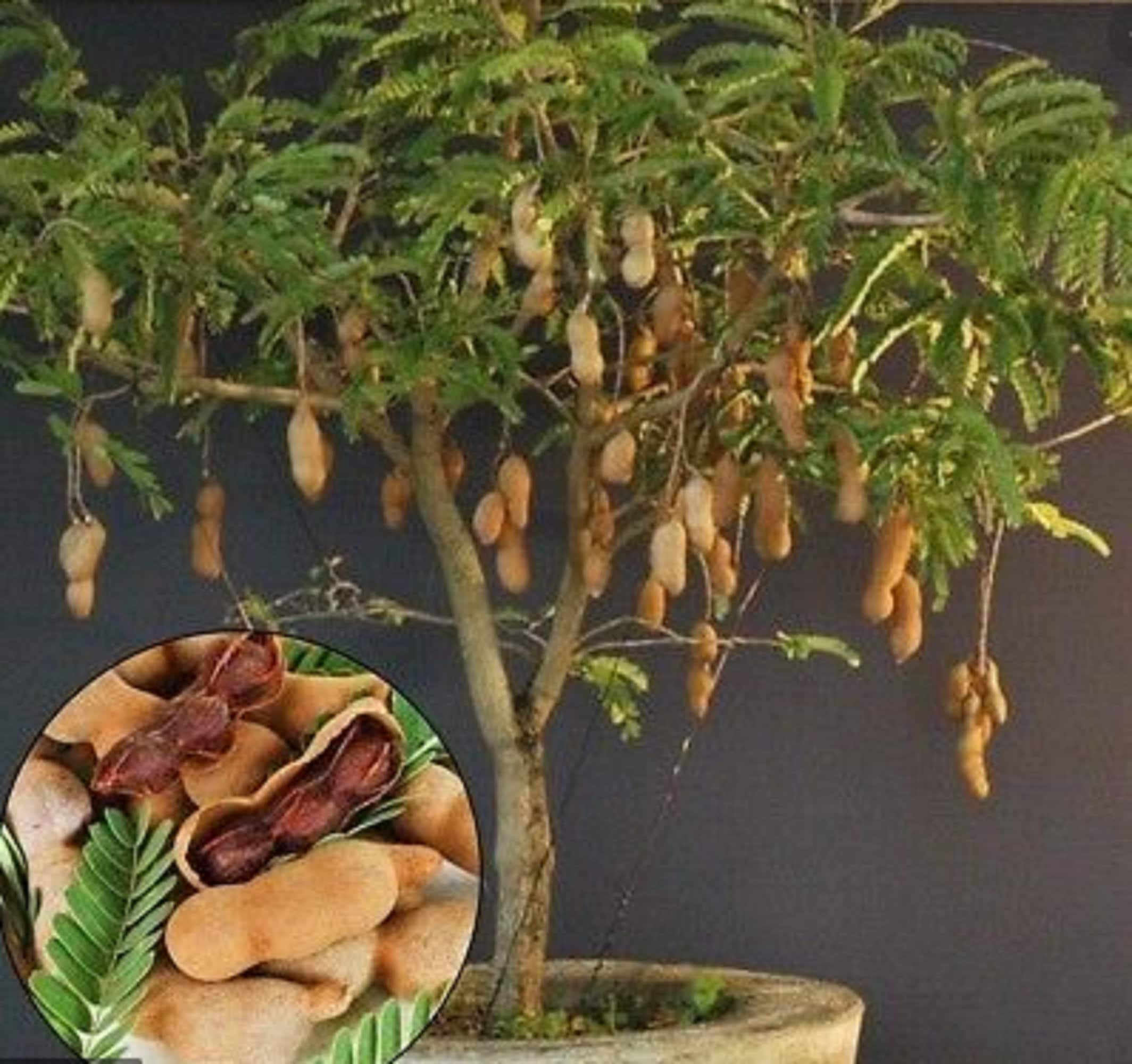 RARE TAMARIND Fruit Tree  2. 5 or 8 Seeds Grow Indoors Or Outdoor (Combined Shipping discount) - Usa Seller