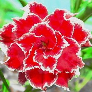 RARE- Desert Rose -(Adenium Obesum ) Mixed Colors- 2,,5 0r 10  SEEDS (shipping Discount (Pay shipping only for the first item) Usa seller