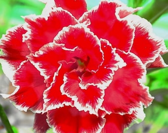 RARE- Desert Rose -(Adenium Obesum ) Mixed Colors- 2,,5 0r 10  SEEDS (shipping Discount (Pay shipping only for the first item) Usa seller