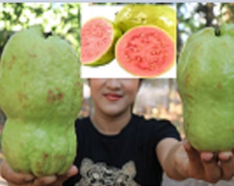 Rare GIANT GUAVA fruit plant 5, 30 or 100 SEEDS-Combined shipping Discount (Pay shipping just for the first item)Usa Seller