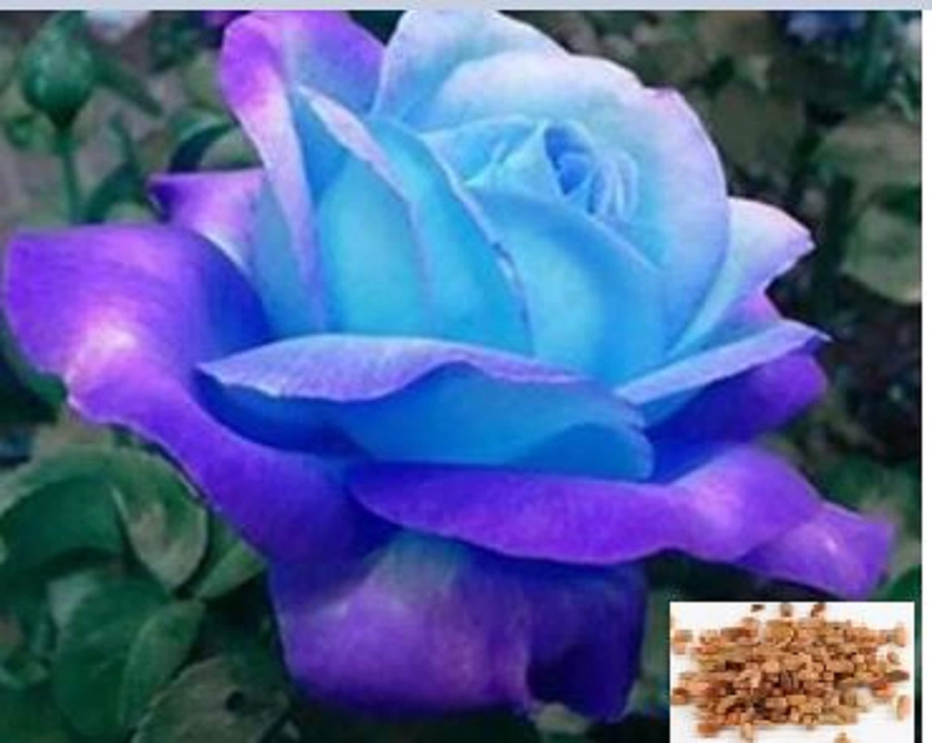 RARE Midnight Blue ROSE flower tree Bush 10 or 20 Seeds No Etsy