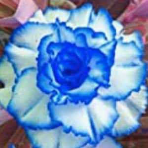 RARE-Desert ROSE Triple Crown( Adenium Obesum)  -Grow Indoors or out 2,,5 0r 10 SEEDS-Gorgeous Flower Plant-Ships same day !