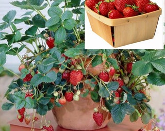 Rare  EVERBEARING STRAWBERRY Fruit plant tree 5, 30. 100 0r 200 SEEDS-( Pick strawberries for 4 months !) (Combined shipping )Grow In Or Out