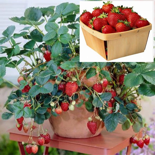 Rare  EVERBEARING STRAWBERRY Fruit plant tree 5, 30. 100 0r 200 SEEDS-( Pick strawberries for 4 months !) (Combined shipping )Grow In Or Out