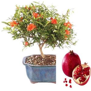 v RARE(no plant DWARF POMEGRANATE Tree Fruit 3, 15 ,30 or 50 Seeds Combined shipping (Pay shipping just for the first item) Grow In or Out-