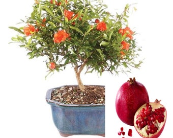 v RARE(no plant DWARF POMEGRANATE Tree Fruit 3, 15 ,30 or 50 Seeds Combined shipping (Pay shipping just for the first item) Grow In or Out-