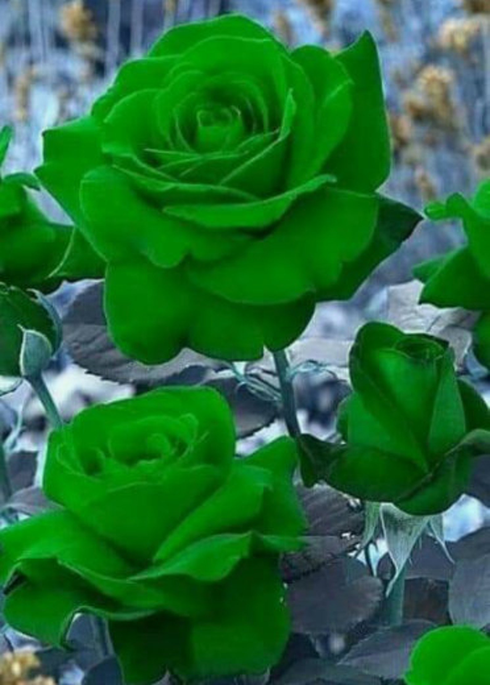 Rare GREEN ROSE Flower tree plant 10 or 20 Seeds Etsy