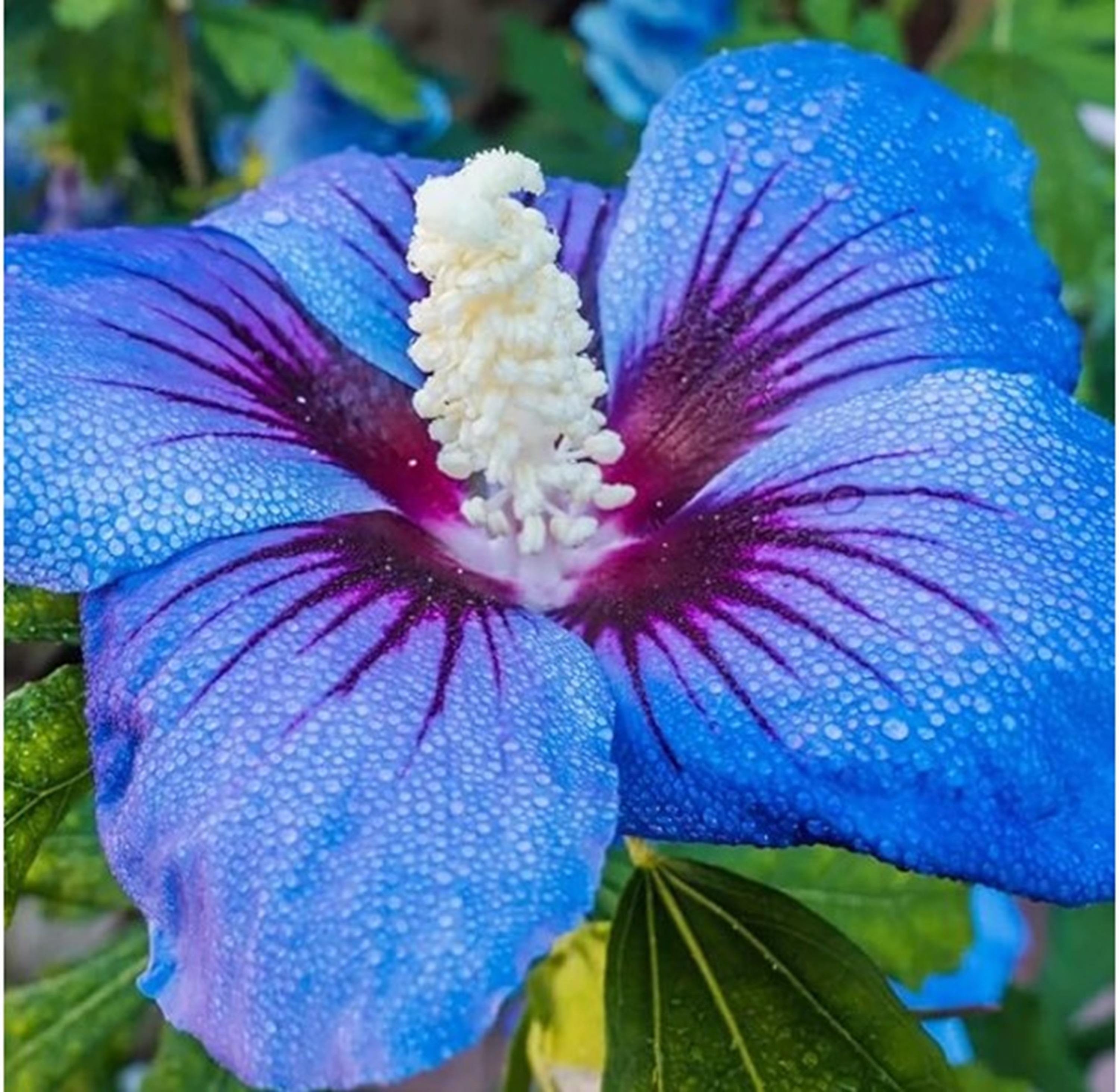 Rare-blue Giant Hibiscus-gorgeous Flower-can Grow Indoors in a Pot