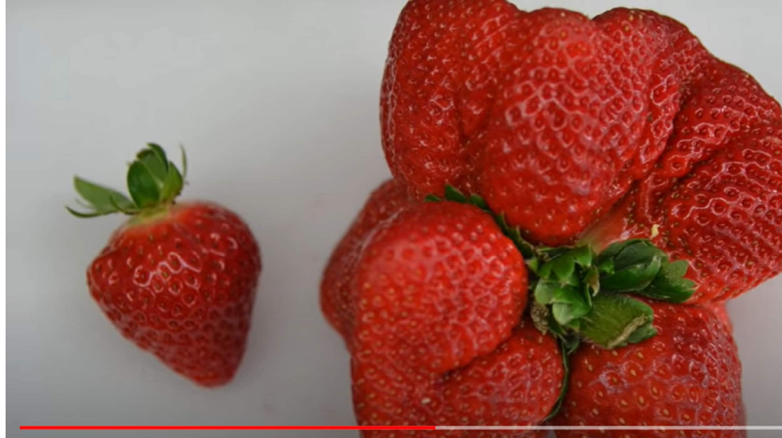 V. RARE GIANT STRAWBERRY Bush Tree 530 60 0r 120 Seedsno - Etsy