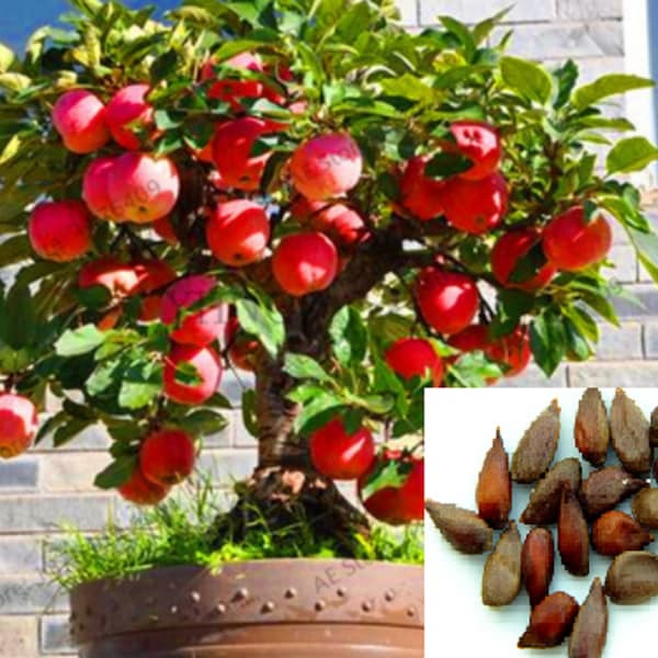 Dwarf Apple Tree Etsy