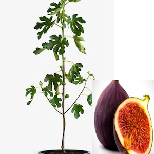 RARE Black Mission FIG-Grows indoors in a Pot (3,30 0r 100 SEEDS-Very Juicy fruit and sweet (Fresh harvested in our Us Farm)Ships same day