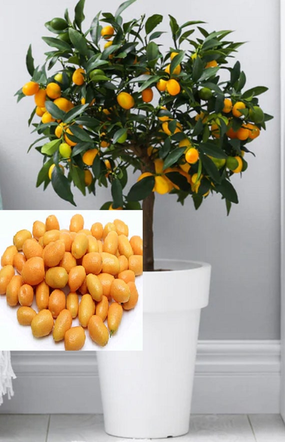 Indoor Kumquat Tree
