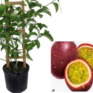 RARE(no plant)DWARF PASSIONFRUIT fruit Tree 3, 6 or 10 Seeds -Combined shipping (Pay shipping just for the first item) Grow In Or Out -Usa