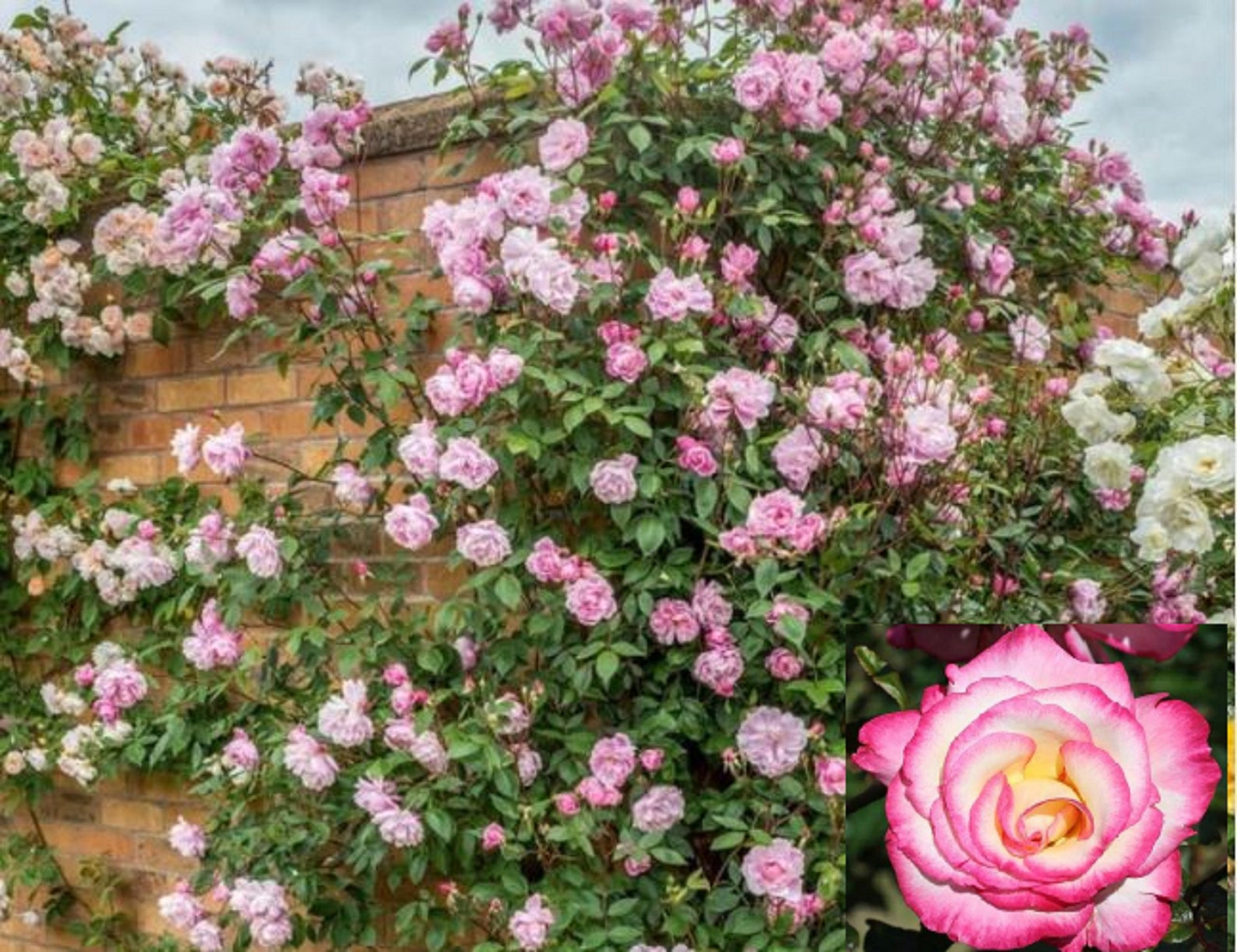 RARE Climbing ROSE plant 10 or 20 SEEDS Baby pink blooms Etsy