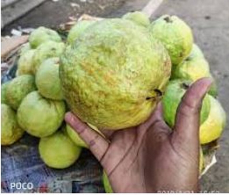 Rare Giant Guava Fruit Tree Seeds - 10 Fresh Seeds From USA Seller