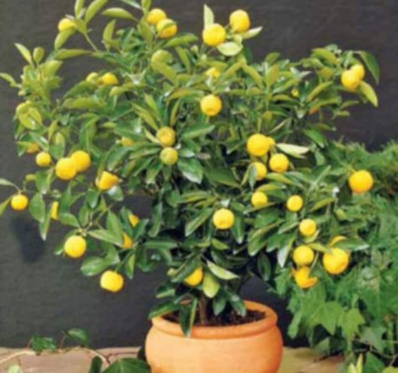 RARE Bonsai Dwarf LEMON Fruit Plant 5 SEEDS Very Juicy Can Etsy