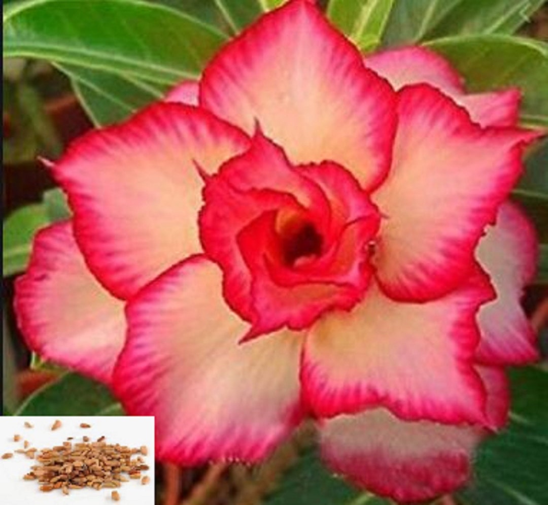 RARE Desert Rose (adenium Obesum) Mixed Colors- 2, 5 or 10 SEEDS ...