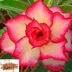 RARE Desert Rose (Adenium Obesum) Mixed Colors- 2, 5 or 10 SEEDS -Combined shipping Discount ) Usa Seller
