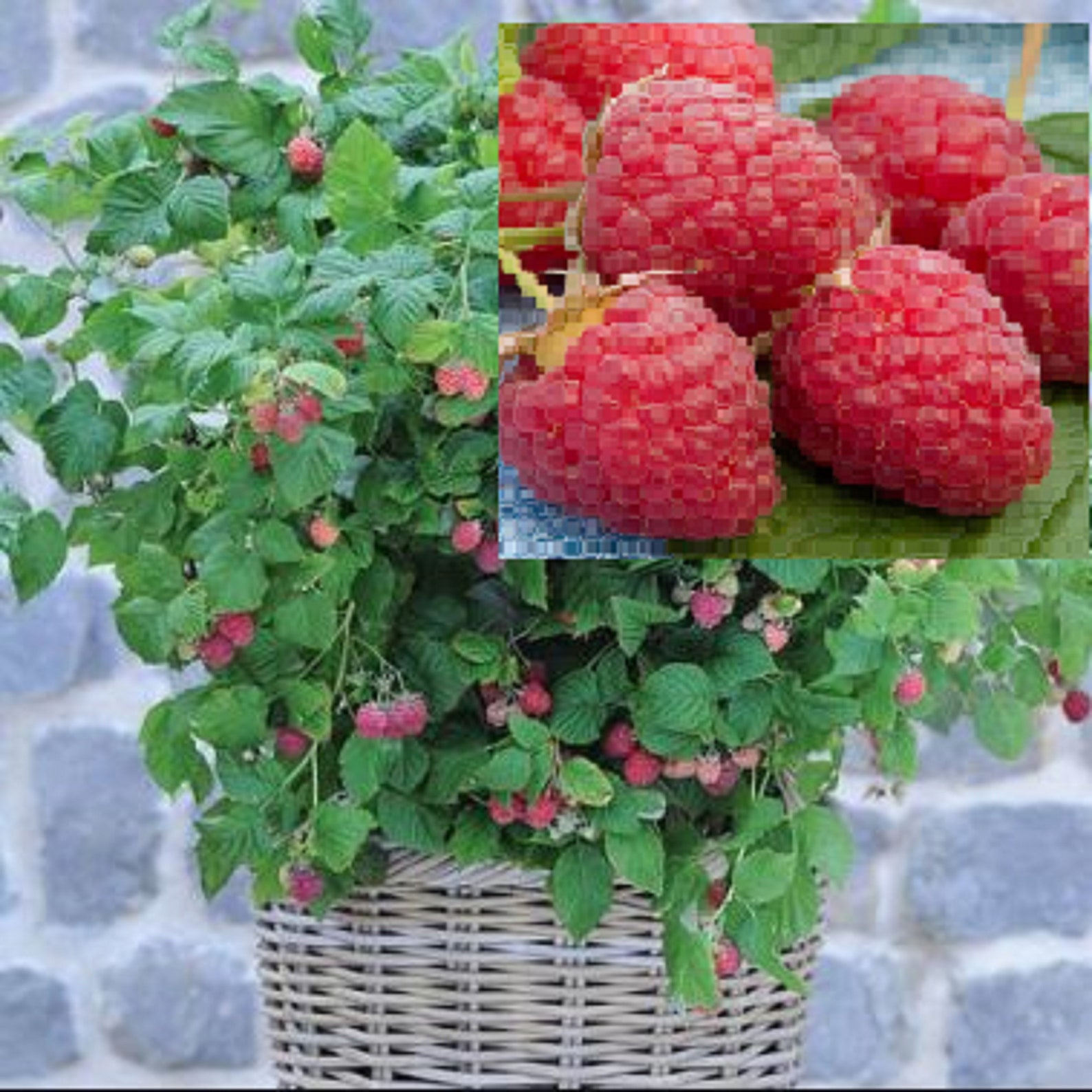 RAREno plant DWARF RASPBERRY Fruit Ruby Beauty 20 Etsy