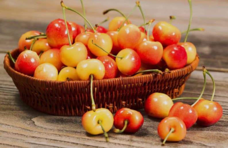 GardenSuppliesCo Rainier Cherry Tree Seeds - Thumbnail 3