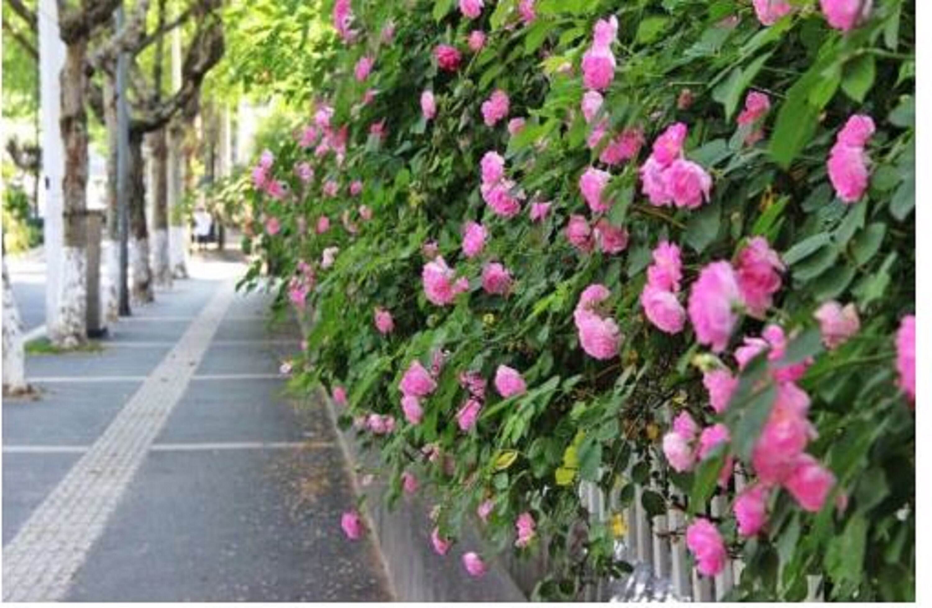 thumbnail image 2 of 20 Pink Climbing Rose Seeds – Rare Climber Flower – Exotic Perennial, USA Seller 2 of 6