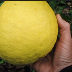 RARE Giant LEMON Ponderosa--The Largest Lemon we&#39;ve seen ! (2, 6 or 10 SEEDS )- (Fresh harvested in our Usa Farm plant) Ships fast same day!
