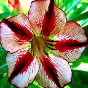 RARE-French Delight Desert Rose(Adenium Obesum ) Mixed Colors 2 ,5 or 10 SEEDS (shippin discount ) Usa Seller US