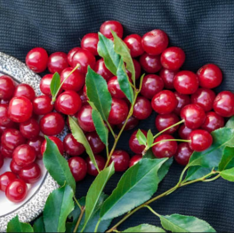 Rare Dwarf BING CHERRY Fruit Tree ,2,6 or10 SEEDS-Great for Growing indoors in a Pot-Very SweetFresh harvested inUs FarmShips same day image 4