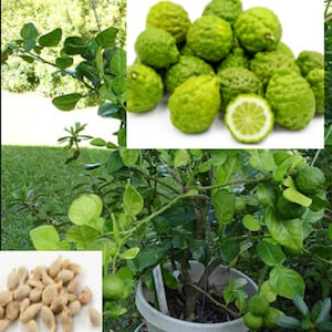 RARE Kaffir LIME-Grows indoors in a tree Pot or Out (2,5 or 10+ SEEDS) Very Juicy fruit (Fresh harvested in our Us Farm) Ships same day