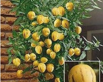 RARE MINI MELON  10 + Seeds - Combined shipping ( Pay shipping just for the first item) Grow Indoors Or Outdoors--)Usa Seller