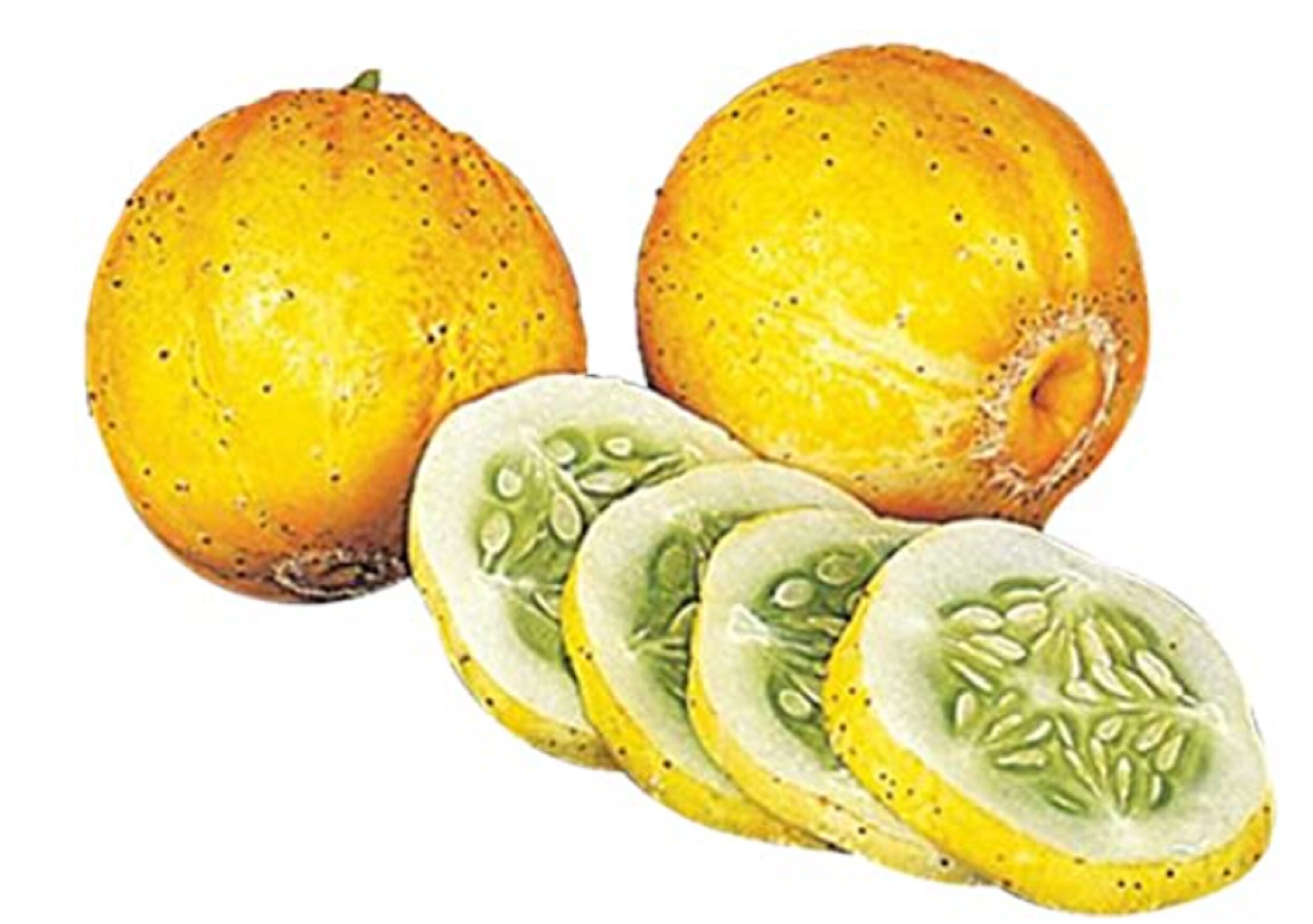 RARE Lemon Cucumber fruit Tree 3, 15 or 30 SEEDS-Very Juicy, Can grow indoors in a Pot (Fresh harvested in our Us Farm) Ships fast next day