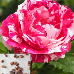 Rare Scented PINK DRAGON ROSE tree flower Bush 3, 10, 20 or 30  seeds -Combined shipping Discount (Pay shipping just for the first item) Usa