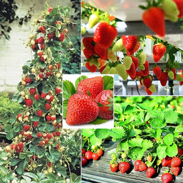 Very RARE CLIMBING STRAWBERRY Everbearing Fruit Plant Tree 5.10 ,30 ,100 or 200 Seeds - Everbearing -(Combined shipping discount) Usa Seller