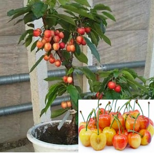 RARE Rainiers CHERRY-Grow Indoors in a Pot or Out-(2,6 or10 Seeds)Very Sweet fruit(Fresh harvested in our Us Farm plant) Ships fast same day