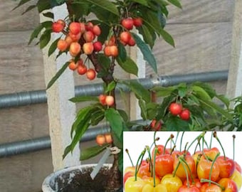 RARE Rainiers CHERRY-Grow Indoors in a Pot or Out-(2,6 or10 Seeds)Very Sweet fruit(Fresh harvested in our Us Farm plant) Ships fast same day