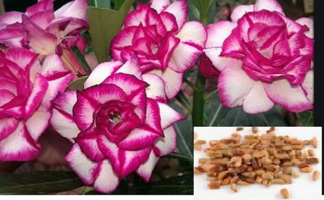 Rare PINK Lady ROSE Tree Flower Plant 2 ,10 or 20 SEEDS Combined Shipping Discount pay Shipping