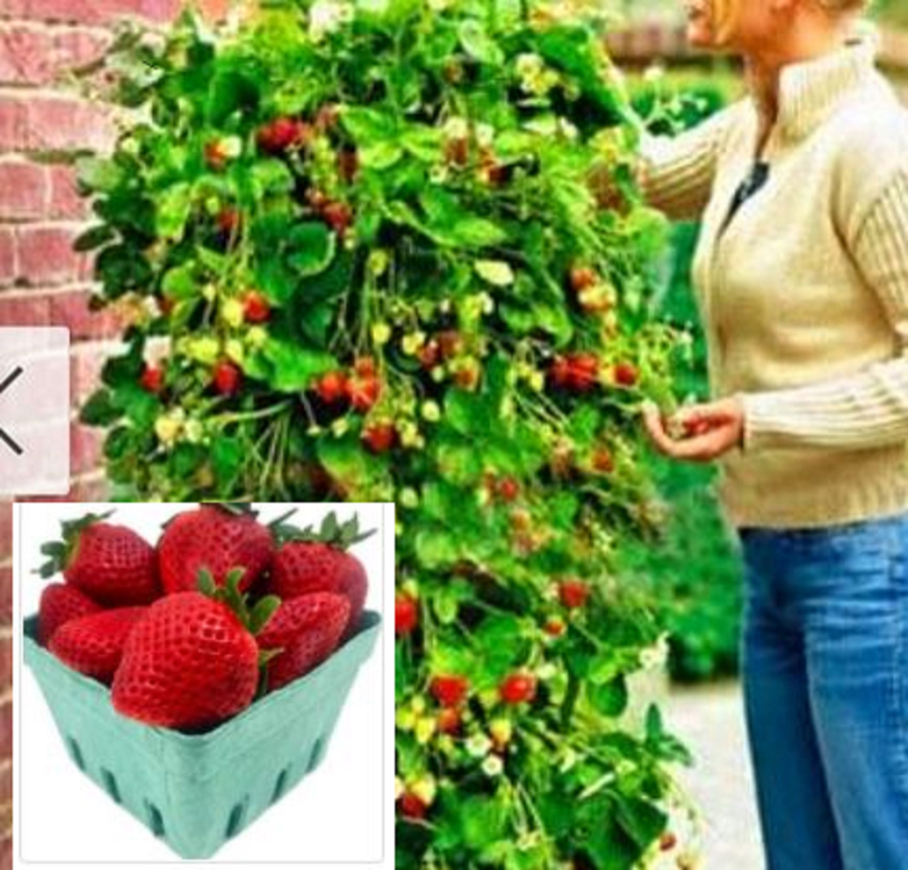 Strawberry vines 海外マステ 切り売り RARE CLIMBING STRAWBERRY (no Plant ) Fruit 5 ,30 or 100 Seeds