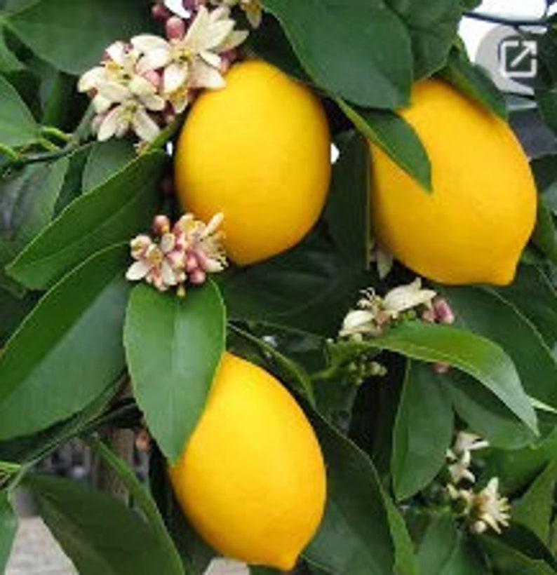 RARE Bonsai Dwarf LEMON Fruit Plant 5 SEEDS Very Juicy Can Etsy