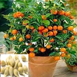 RARE Dwarf Orange Tree  Very Sweet ,great for growing Indoors or Out. 5 + SEEDS (Non-GM0) Fresh harvested in our USA farm, ships Fast