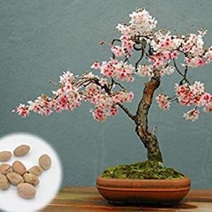 Rare Bonsai CHERRY Blossom Tree 5 or 10 SEEDS (no plant) Combined shipping (Pay shipping just for the first item)Grow in or out/Usa Sel