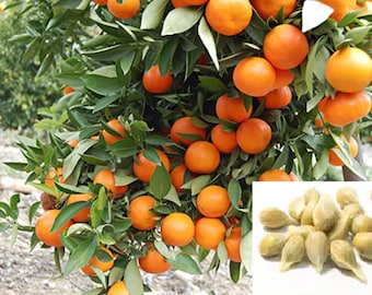 RARE Dwarf Orange Tree  Very Sweet ,great for growing Indoors or Out. 5 + SEEDS (Non-GM0) Fresh harvested in our US Farm, ships Fast