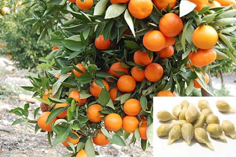 GardenSuppliesCo Orange Tree Seeds - Thumbnail 2