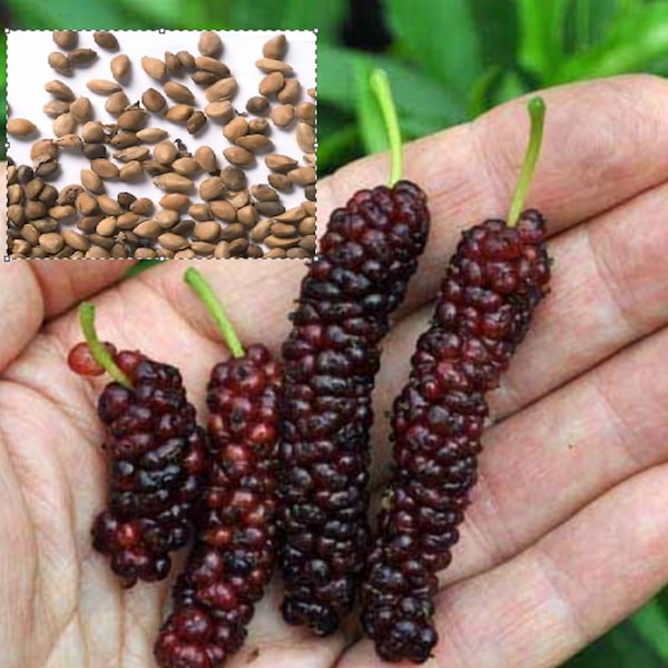 RARE Giant MULBERRY-Grow Indoors or out-Delicious fruit 5,30, 100 or 200 SEEDS(The largest Mulberry we’ve ever seen)Fresh Harvested in Usa