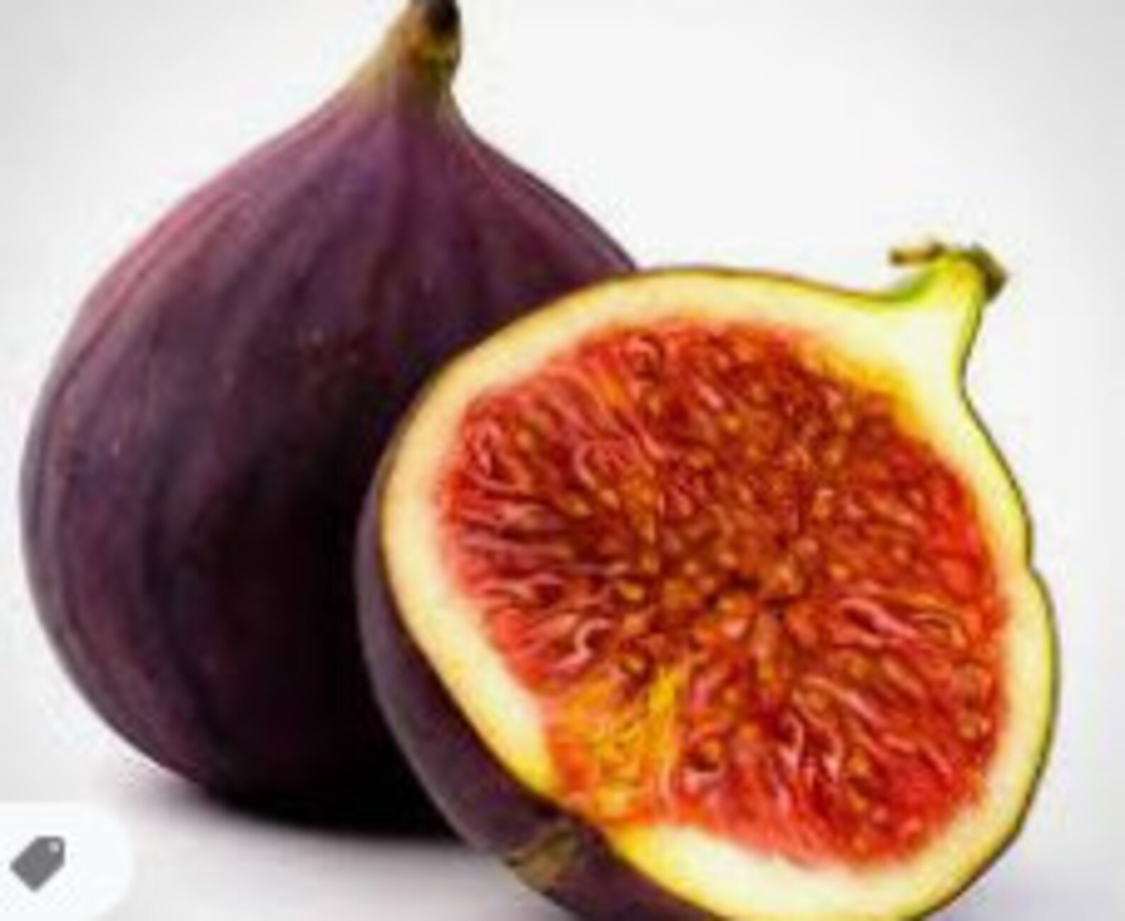 Rare no plant DWARF FIG Tree 15 SEEDS combined Etsy